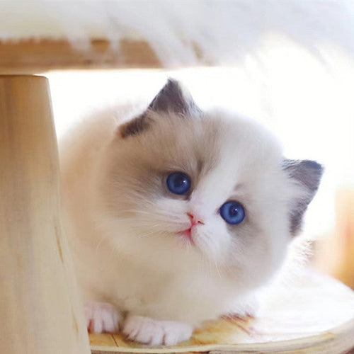 🐱🌟 Nicoo - My Realistic Robot Kitten & Easter New Arrival: Robotic Bunny 🐰